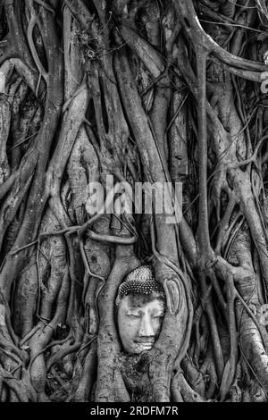 Der berühmte Buddha-Kopf in den Ficus-Baumwurzeln in Ayutthaya, Thailand Stockfoto