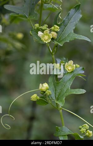 Black Bryony (Dioscorea communis) Norwich, Juli 2023 Stockfoto