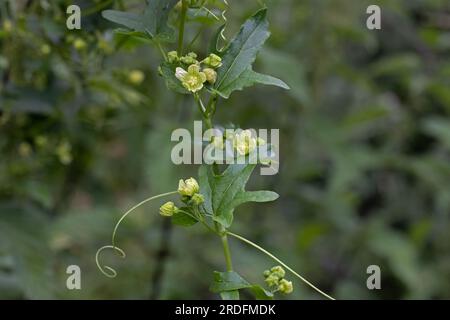 Black Bryony (Dioscorea communis) Norwich, Juli 2023 Stockfoto