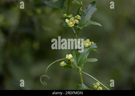 Black Bryony (Dioscorea communis) Norwich, Juli 2023 Stockfoto