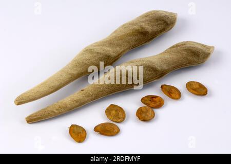 Chinesische Wisteria (Wisteria sinensis), Samen (Wisteria chinensis), Pod  Stockfotografie - Alamy