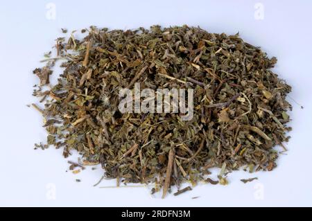 Ocimum tenuiflorum l Stockfoto