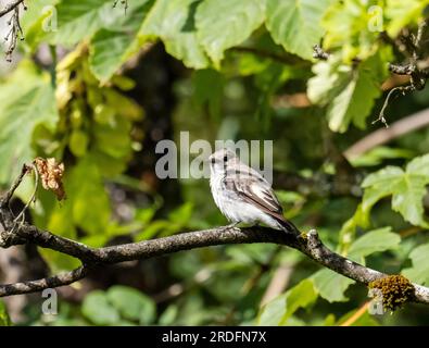 Ein junger Rattenfänger, Ficedula hypoleuca in Ambleside, Lake District, Großbritannien. Stockfoto