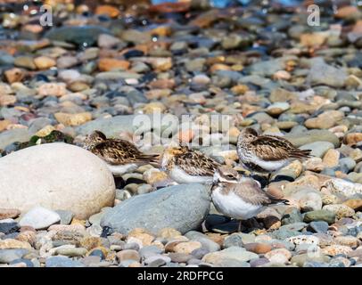 Eine Herde von Dunlin, Calidris alpina, Sanderling, Calidris alba und Ringed Plover, Charadrius hiaticula auf Walney Island, Cumbria, Großbritannien. Stockfoto