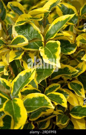 Ölweide „Gilt Edge“ (Elaeagnus ebbingei), Ölweide Stockfoto