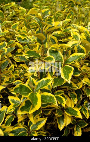Ölweide „Gilt Edge“ (Elaeagnus ebbingei), Ölweide Stockfoto