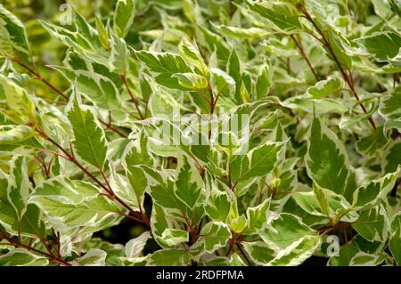 Weißer Hundsholz (Cornus alba argenteomarginata), Tatarischer Hundsholz Stockfoto