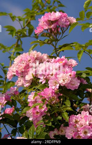 Kletterrose „Kew Rambler“ (Rosa), Rose Stockfoto