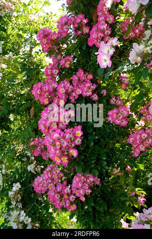 Kletterrose „Kew Rambler“ (Rosa), Rose Stockfoto
