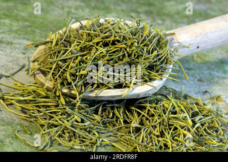 Jin Yin Hua (Lonicera caprifolium) (Lonicera japonica), Ziegenblätter, Jinyinhua Stockfoto