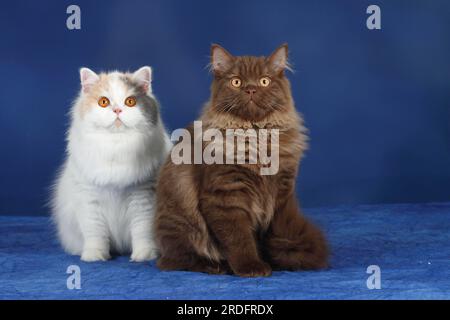 Britische Longhair Cats, Highlander, Lowlander, Britanica Stockfoto