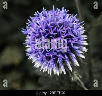 Hübsche lila blühende hohe Distel, echinops exaultatus wächst in einem Sommernachtgarten in St. Paul, Minnesota, USA. Stockfoto