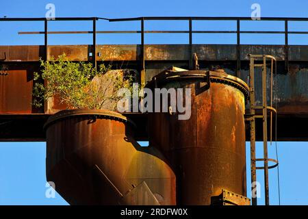 Anbau von Birkenbäumen im stillgelegten Industriewerk Phoenix West im Bezirk Hoerde, Industrielle Natur, Dortmund, Ruhrgebiet, Norden Stockfoto