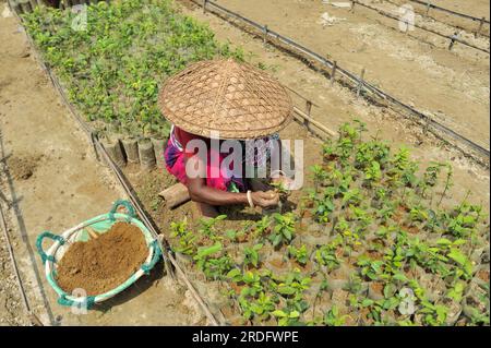 Sylhet, Bangladesch. 20. Juli 2023. Arbeiter des Malnicherra Tea Garden pflegen mehr als 25 Lacs Tea Pflanzen seit einem Jahr, die im kommenden Jahr von Juli bis August säen würden. Heutzutage sind alle Löhne 180 TK pro Tag. Am 20. Juli 2023 Sylhet, Bangladesch (Foto: MD Rafayat Haque Khan/Eyepix Group/Sipa USA). Kredit: SIPA USA/Alamy Live News Stockfoto