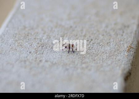 Fliege läuft an der Wand. Stockfoto