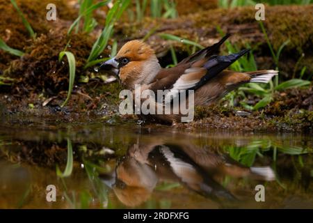 Hawfinch - Coccothraustes coccothraustes, wunderschöner bunter Stehvogel aus Wäldern der Alten Welt, Slowenien. Stockfoto