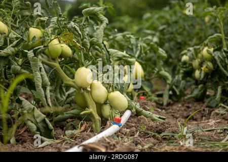 Grüne Tomatenpflanzen mit Tropfbewässerung Stockfoto