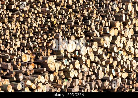 Holzstücke nach dem Schneiden in einem Wald Stockfoto