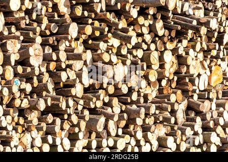 Holzstücke nach dem Schneiden in einem Wald Stockfoto