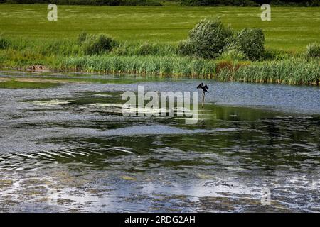 Kormoran bei Sprotbrough Flash Stockfoto