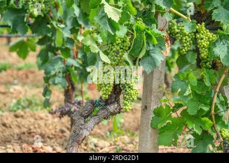 Die Reifung der Carignano-Trauben auf einem Weinberg in Südsardinien Stockfoto