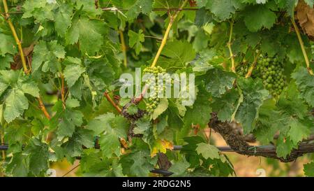 Die Reifung der Carignano-Trauben auf einem Weinberg in Südsardinien Stockfoto