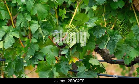 Die Reifung der Carignano-Trauben auf einem Weinberg in Südsardinien Stockfoto