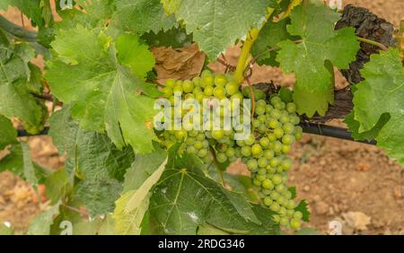 Die Reifung der Carignano-Trauben auf einem Weinberg in Südsardinien Stockfoto