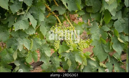 Die Reifung der Carignano-Trauben auf einem Weinberg in Südsardinien Stockfoto