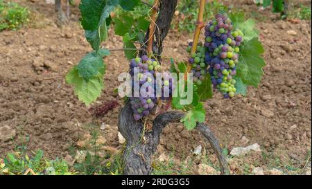 Die Reifung der Carignano-Trauben auf einem Weinberg in Südsardinien Stockfoto