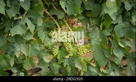 Die Reifung der Carignano-Trauben auf einem Weinberg in Südsardinien Stockfoto