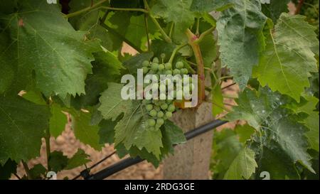 Die Reifung der Carignano-Trauben auf einem Weinberg in Südsardinien Stockfoto