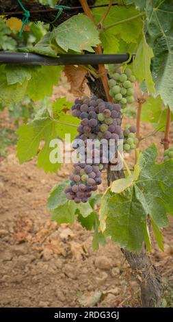 Die Reifung der Carignano-Trauben auf einem Weinberg in Südsardinien Stockfoto