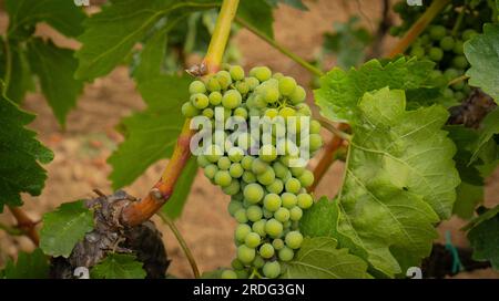 Die Reifung der Carignano-Trauben auf einem Weinberg in Südsardinien Stockfoto