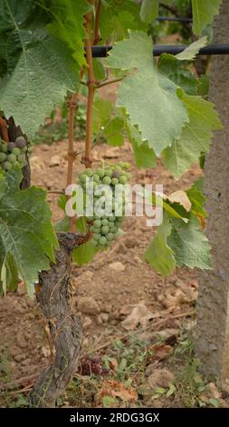 Die Reifung der Carignano-Trauben auf einem Weinberg in Südsardinien Stockfoto