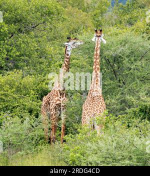 Giraffen stöbern von der Spitze einer Akazien aus. Pflanzenfresser und Pflanzen sind an einem ständigen evolutionären Wettrüsten beteiligt. Stockfoto