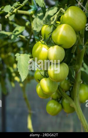 Viele grüne Tomaten auf einem Busch in einem Gewächshaus. Tomatenpflanzen im Gewächshaus. Grüne Tomatenplantage. Ökologischer Landbau, Wachstum junger Tomatenpflanzen Stockfoto