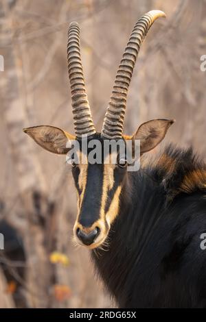 Nahaufnahme von männlichen Zobeldantilopen, die die Kamera anschauen Stockfoto