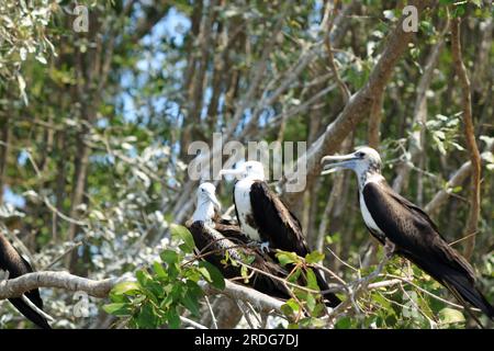 Der herrliche Fregatebird ist ein Seevögel der Fregatebird-Familie Fregatidae. In Costa Rica Stockfoto