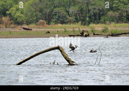 Eine Gruppe brauner Pelikane, die auf einem Baum am Meer in Costa Rica ruhen. Stockfoto