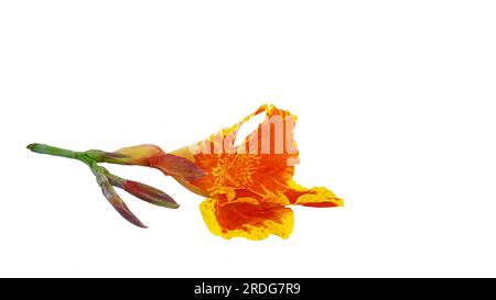 Rote Canna-Blumen werden von Bienen, Canna generalis und Blättern auf weißem Hintergrund befallen Stockfoto