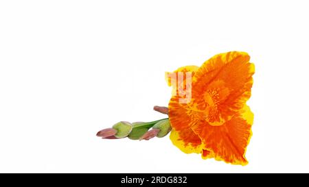 Canna-gelber König humbert Blütenblüte isoliert auf weißem Hintergrund für Designwerbung oder Stockfoto, Sommerpflanze, Canna Lily Stockfoto