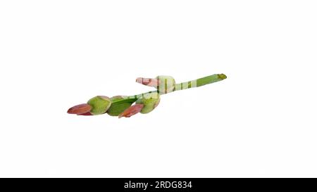 Öffnende Knospen von flammender roter Canna Lily, geschlossen mit selektivem Fokus und Kopierraum Stockfoto