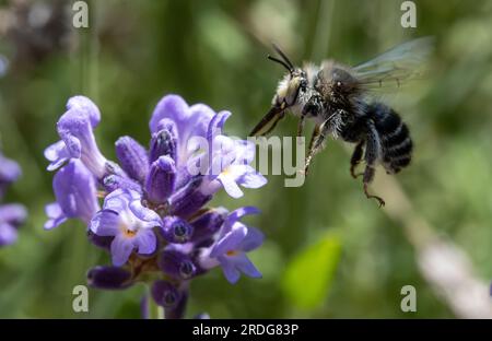 Anthophora-Biene (Anthophora aestivalis), die auf einer Lavendelblume in Tschechien fliegt Stockfoto