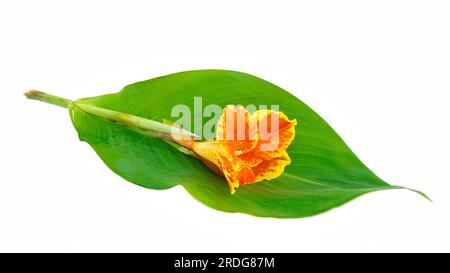 Canna-Blume, Rote Canna-Lilie mit Blättern, tropische Blüten isoliert auf weißem Hintergrund, mit Schnittpfad Stockfoto