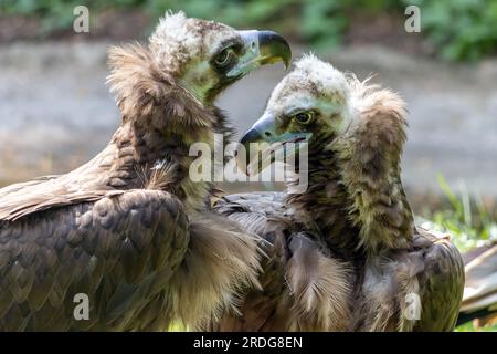 Ein paar Geier, aegypius monachus Stockfoto