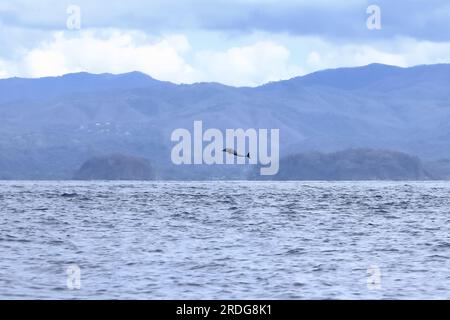 Fröhlicher pantropischer Delfin, Stenella attenuata, springt frei in der Nähe eines Walbeobachtungsboots in der Mitte der Pazifikküste, Costa Rica Stockfoto