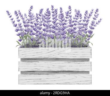 Lavendelfarbener Blumenstrauß in Holzkiste. Handgemalte Aquarelldarstellung der Wildblumen der Provence im rustikalen Stil auf einem isolierten weißen Hintergrund. Blumenzeichnung für Grußkarten oder Hochzeitseinladungen. Stockfoto