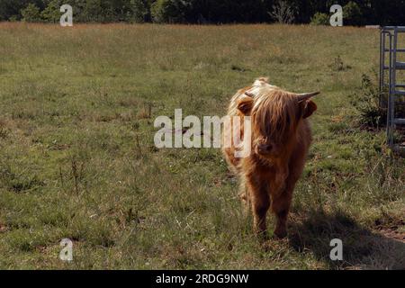 Tour durch die Isle of Skye, Schottland, Großbritannien Stockfoto