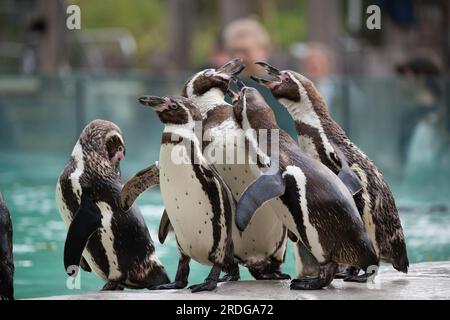Humboldt-Pinguin Stockfoto